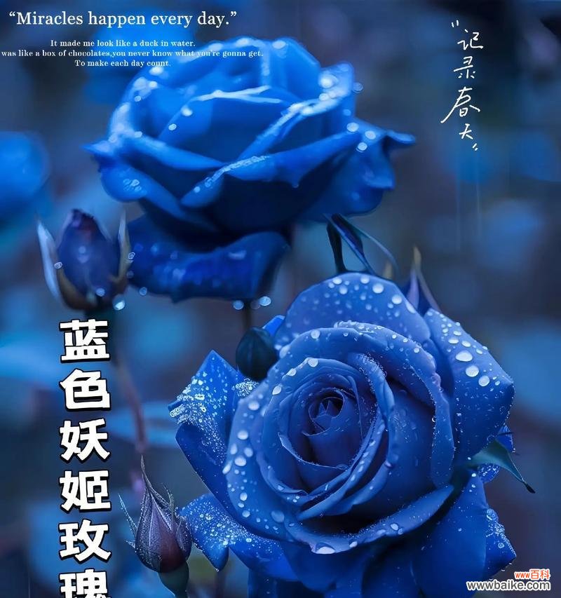 蓝色玫瑰花代表什么?蓝色玫瑰花的寓意是什么?