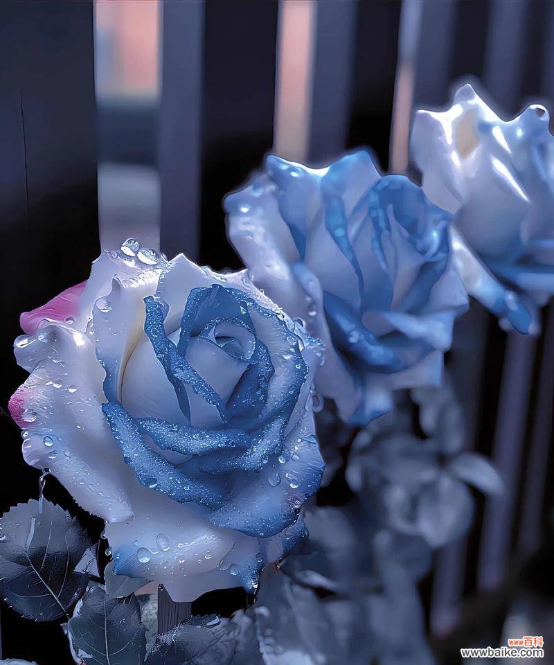 蓝色玫瑰花代表什么?蓝色玫瑰花的寓意是什么?