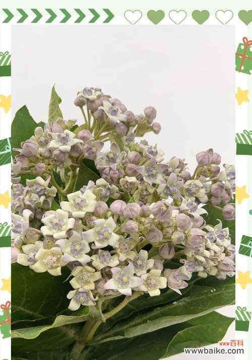 象征快乐喜悦的花有哪些？快乐花的花语是什么？