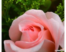 象征快乐喜悦的花有哪些？快乐花的花语是什么？