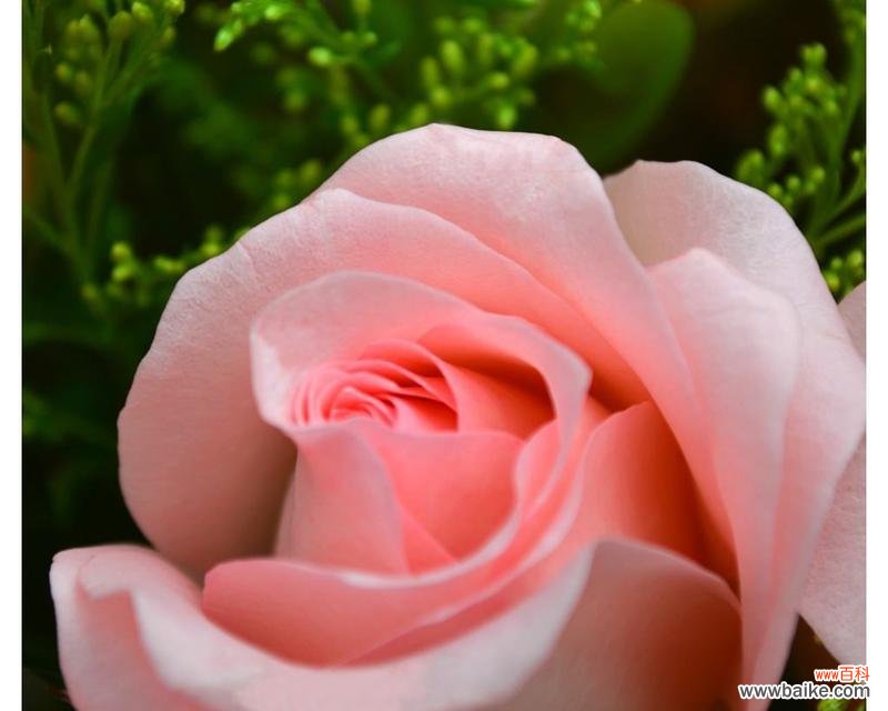 象征快乐喜悦的花有哪些？快乐花的花语是什么？