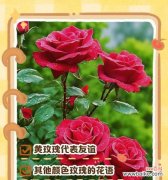 哪种花寓意朋友的爱情？朋友爱情的花卉花语是什么？