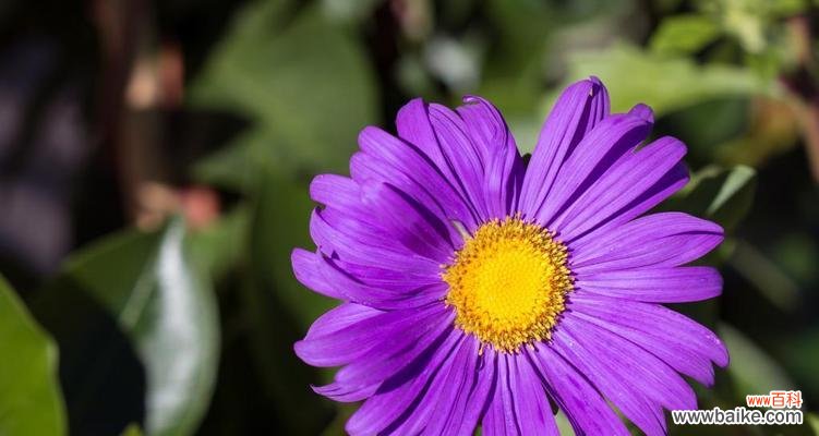 探寻玛格丽特花语的深层内涵 玛格丽特花语的意义与传承