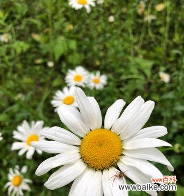 探寻玛格丽特花语的深层内涵 玛格丽特花语的意义与传承