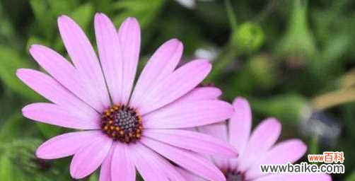 探寻玛格丽特花语的深层内涵 玛格丽特花语的意义与传承