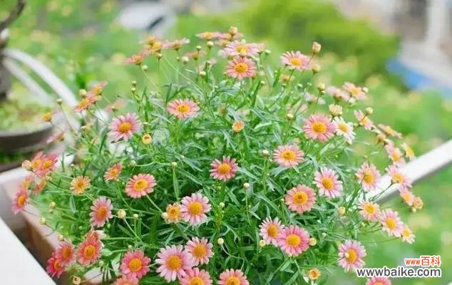 探索玛格丽特花的寓意及其文化背景 玛格丽特花