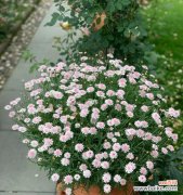 探索玛格丽特花的寓意及其文化背景 玛格丽特花