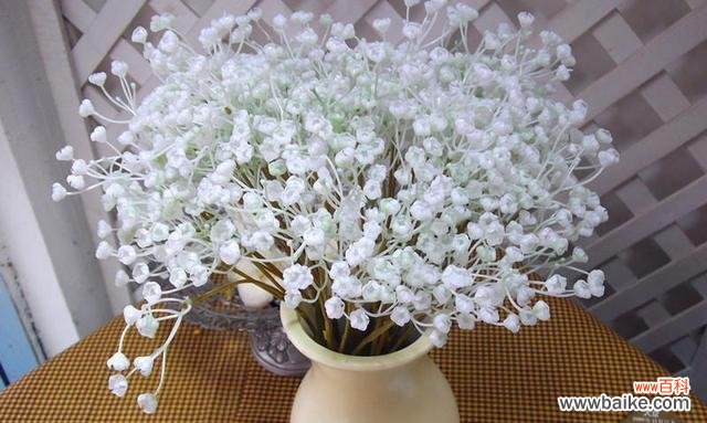 星光闪烁 满天星的美丽与寓意