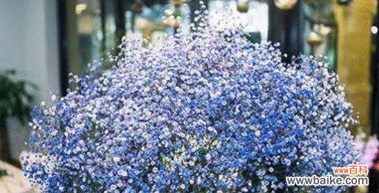 的幸福之花 满天星的爱情花语