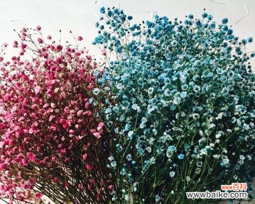 的幸福之花 满天星的爱情花语