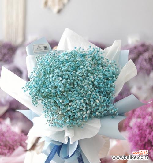 绽放在黑夜中的星光 满天星——花开花落间的美丽与希望