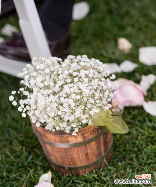 揭秘满天星的美丽与神秘 满天星的花语和象征意义