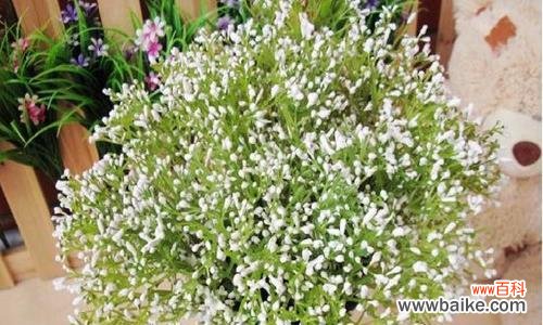 绽放着希望和祝福的满天星 满天星的花语及其寓意