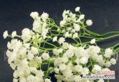 绽放着希望和祝福的满天星 满天星的花语及其寓意