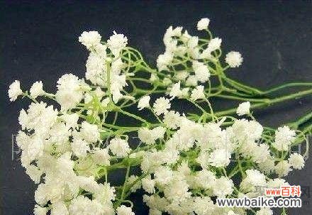 绽放着希望和祝福的满天星 满天星的花语及其寓意