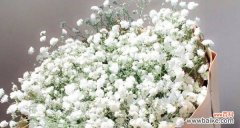 探究满天星花朵的特点与象征意义 满天星的含义和象征意义