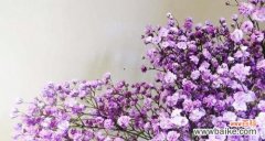 探寻满天星的花语 满天星的花语和寓意