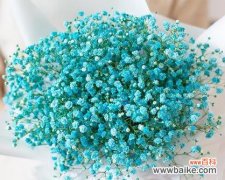 探寻满天星的花语及背后的意义 满天星花语与寓意