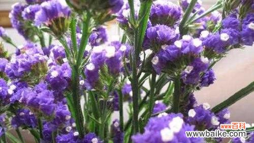 星光耀眼 满天星的寓意和象征——一束璀璨的希望