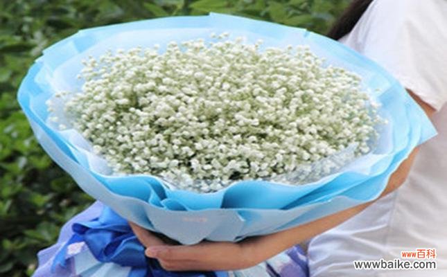 花海中的浪漫与坚持 满天星的花语