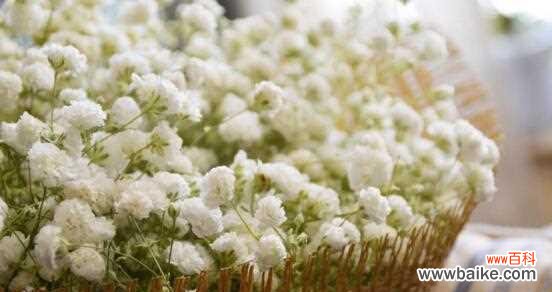 探寻满天星的美丽花语和神秘传说 满天星的花语寓意与传说