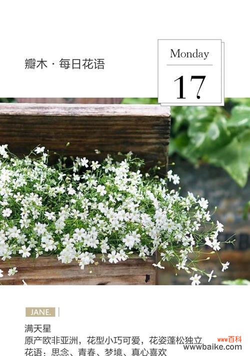 缤纷多彩的满天星 满天星花语之色彩与寓意