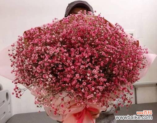 缤纷多彩的满天星 满天星花语之色彩与寓意