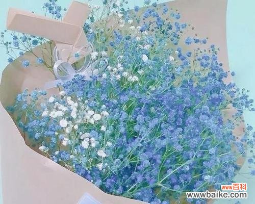 传说中的满天星花与其花语解析 满天星花的传说与花语