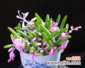 揭示多肉开花带来的喜悦和寓意 多肉开花的意义与象征