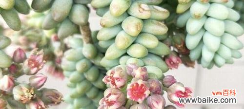 揭示多肉开花带来的喜悦和寓意 多肉开花的意义与象征