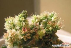 揭示多肉开花带来的喜悦和寓意 多肉开花的意义与象征