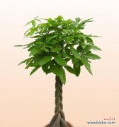 从传统到现代 发财树