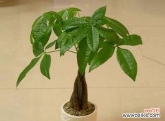 探秘发财树的财富吸引力与风水禁忌 发财树的风水寓意与摆放位置