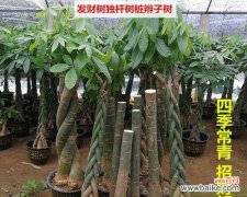 探索发财树在风水中的奇妙力量 发财树