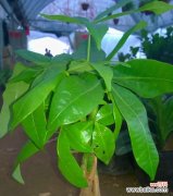 探索发财树的神奇力量 发财树花语的象征与寓意