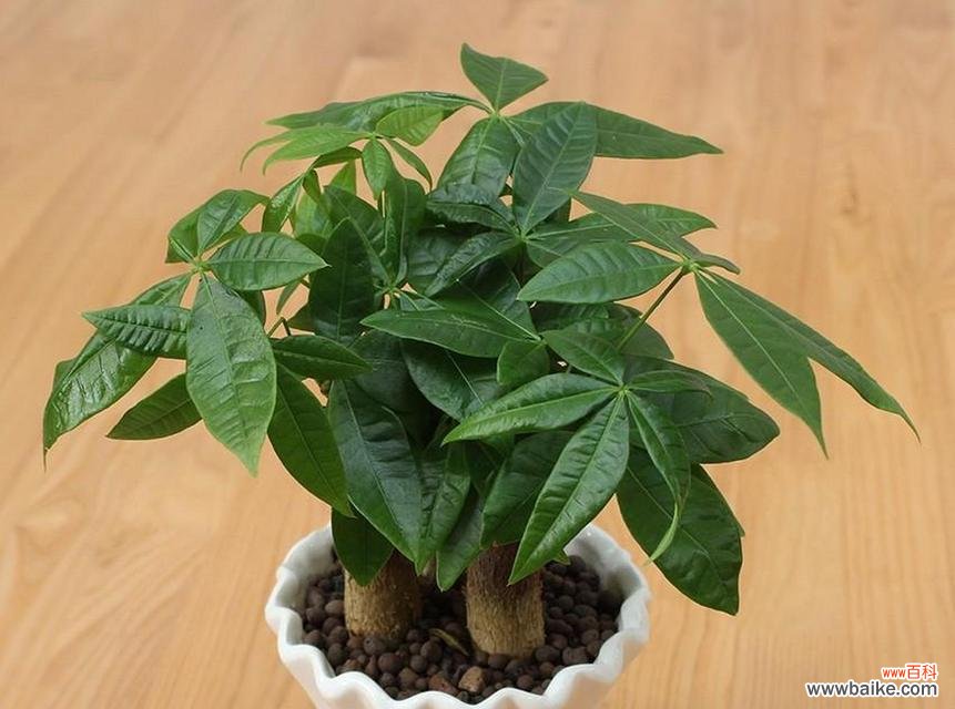 揭秘发财树的神奇力量 发财树的象征寓意与风水作用