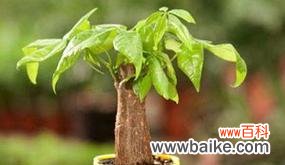 揭秘发财树的神奇力量 发财树的象征寓意与风水作用