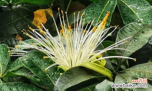 揭秘发财树开花的奥秘 发财树的开花时间和寓意