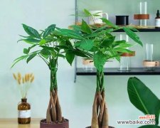 财富与繁荣的象征——发财树 发财树的寓意与象征意义