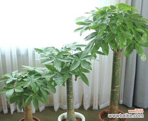 财富与繁荣的象征——发财树 发财树的寓意与象征意义