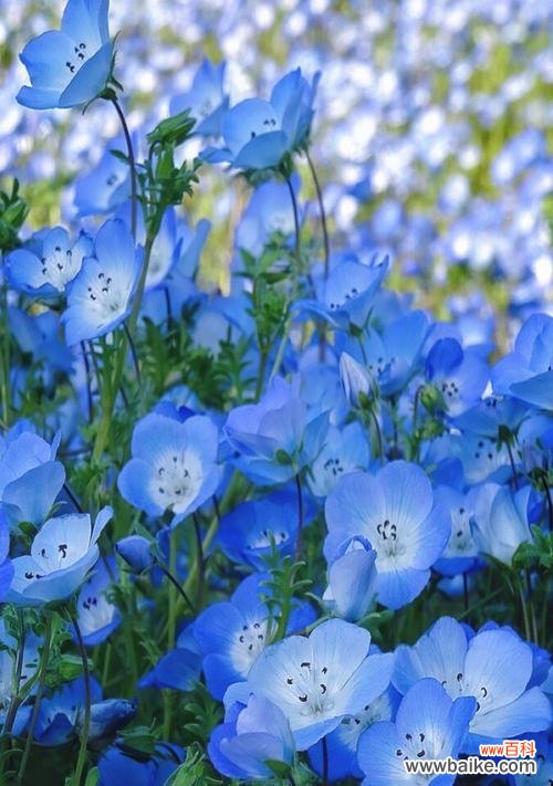 探秘粉蝶花的深意 浪漫之花