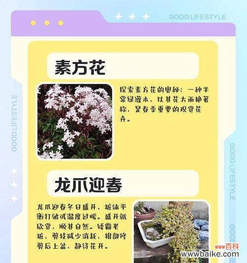 迎宾花的寓意及适用场合是什么?如何选择合适的迎宾花?