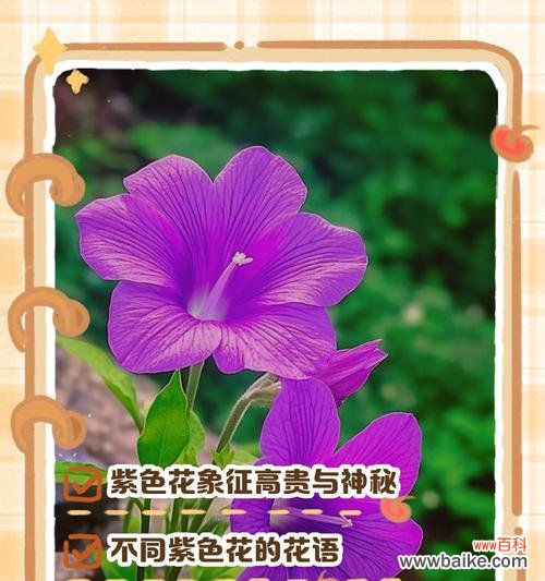 迎宾花的寓意及适用场合是什么?如何选择合适的迎宾花?