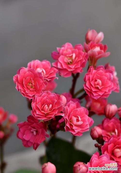 红色长寿花的寓意和花语是什么？它代表了什么？