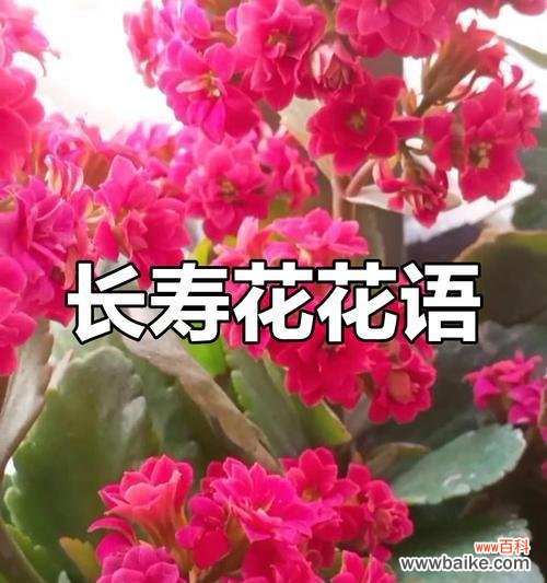 红色长寿花的寓意和花语是什么？它代表了什么？