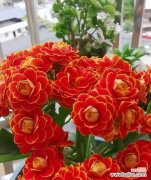 红色长寿花的寓意和花语是什么？它代表了什么？