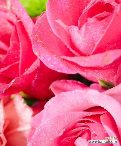 粉色玫瑰象征什么?粉色玫瑰花的寓意是什么?