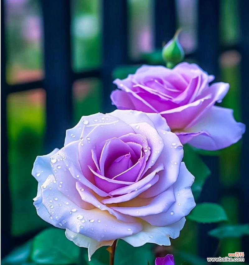 紫色花的寓意：带紫色寓意的花有哪些？