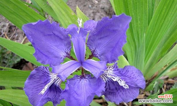 紫色花的寓意：带紫色寓意的花有哪些？