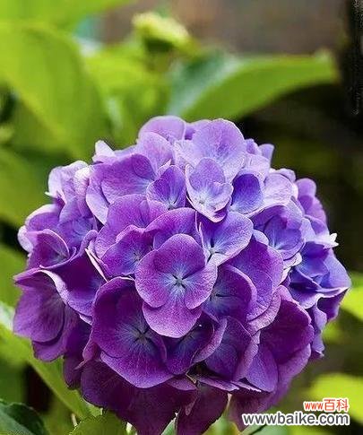 紫色花的寓意：带紫色寓意的花有哪些？